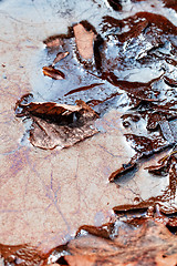 Image showing Leaves in the oily water