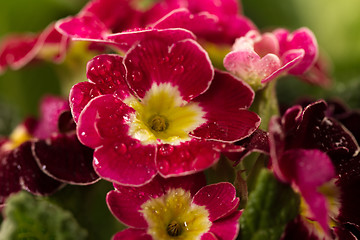 Image showing Flower petals