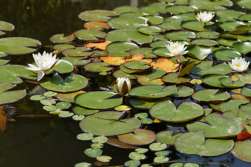 Image showing Water lily