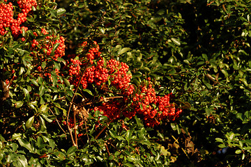 Image showing Rowan red fruit