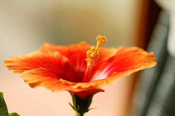 Image showing Hibiscus