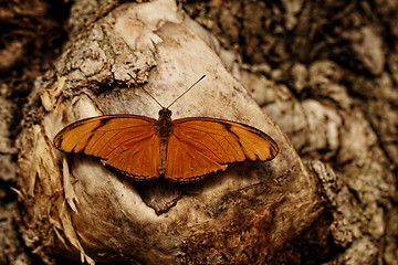 Image showing Butterfly