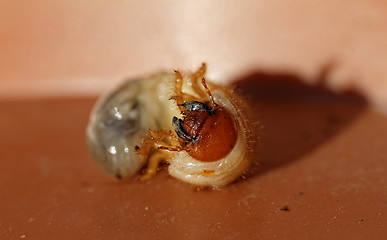 Image showing May beetle larvae (Melolontha melolontha)