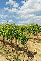 Image showing Tokay grapes