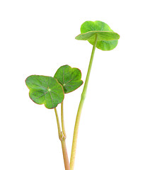 Image showing Sprouts of nasturtium