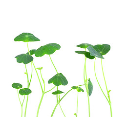 Image showing Young nasturtium seedling