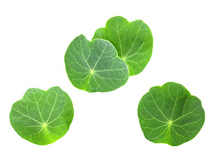 Image showing Leafs of young nasturtium