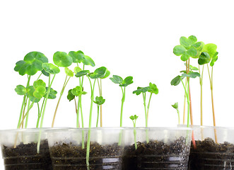 Image showing Young nasturtium seedling