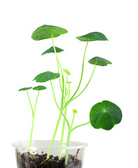 Image showing Young nasturtium seedling