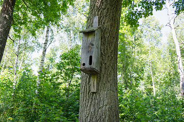 Image showing nesting box with two manhole  on birch in forest 
