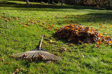 Image showing rake lying next to piles of autumn leaves  