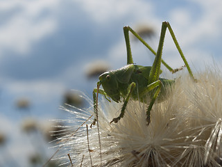 Image showing green grasshopper