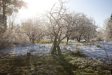 Image showing morning in sudden snow garden