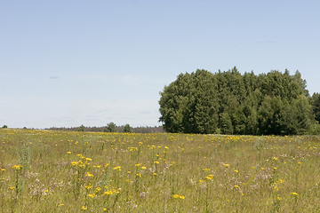 Image showing blue sky, green forest and yellow field