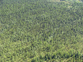 Image showing Aerial view on siberian taiga  landscape