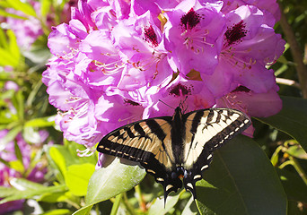 Image showing butterfly