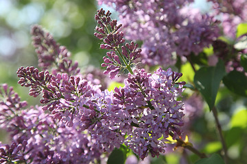 Image showing lilac blossoms