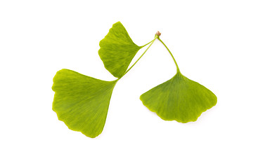 Image showing Ginkgo biloba leaf isolated on white