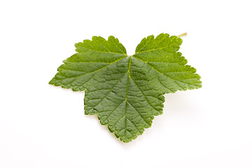 Image showing Leaf of currant isolated on white 