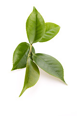 Image showing fresh tea leaves isoalted on the white background