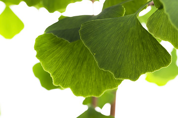 Image showing Ginkgo biloba leaf isolated on white