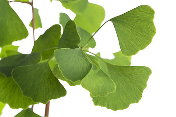 Image showing Ginkgo biloba leaf isolated on white