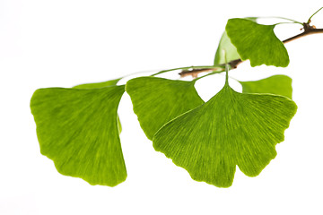 Image showing Ginkgo biloba leaf isolated on white