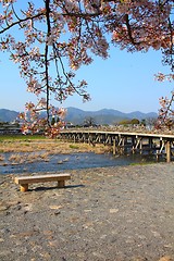 Image showing Cherry blossom in Japan