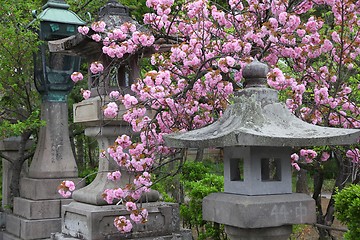 Image showing Sakura in Nagano