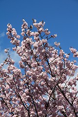 Image showing Japan sakura