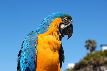 Image showing Macaw parrot