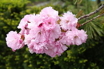 Image showing Pink cherry blossom