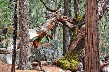 Image showing Yosemite National Park