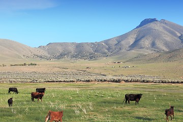 Image showing California cattle ranch