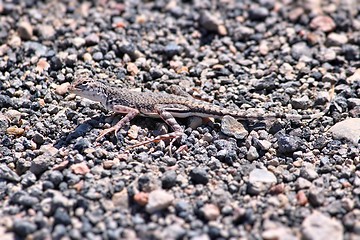 Image showing Zebra-tailed lizard