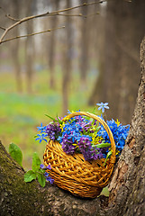 Image showing Snowdrops in a basket