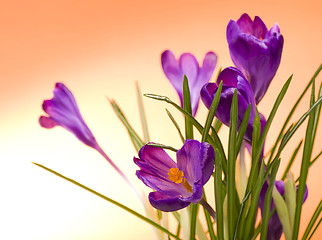 Image showing Crocus flower in the spring