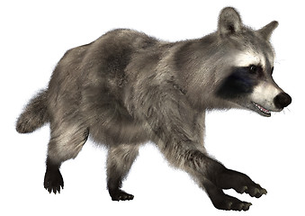 Image showing Raccoon