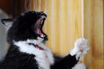 Image showing The black-and-white cat yawns.