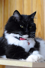 Image showing Black-and-white cat in a collar.