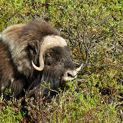 Image showing Muskox