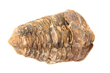 Image showing old trilobite fossil isolated 