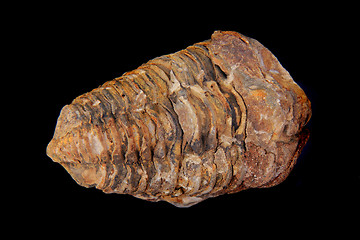 Image showing old trilobite fossil isolated 