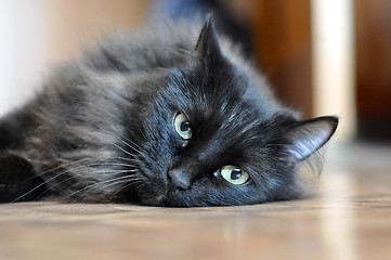 Image showing Black cat with green eyes.