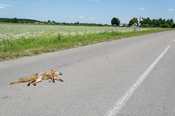 Image showing Automobile killed dead fox animal lay on road 