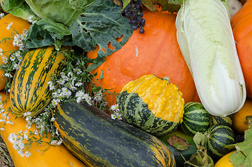 Image showing close up autumn vegetable marrow pumpkin flower  