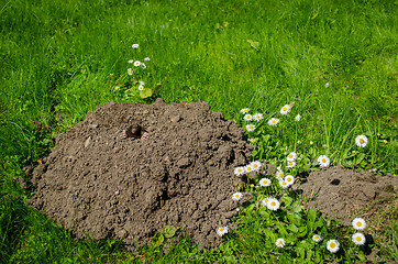 Image showing mole and molehill in the garden white flower  