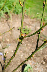 Image showing garden rose bush stems with sharp spines 