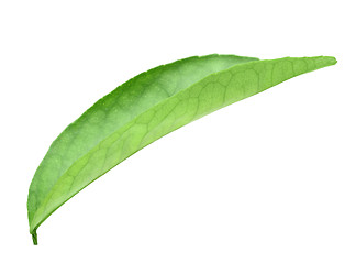 Image showing Green leaf of citrus-tree