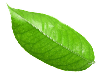 Image showing Green leaf of citrus-tree